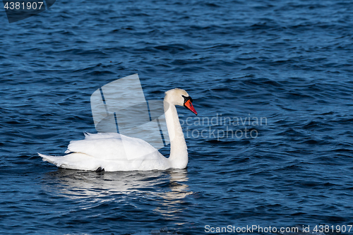 Image of Elegant Mute Swan in blue water