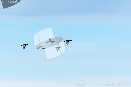 Image of Bird formation with Tufted Ducks