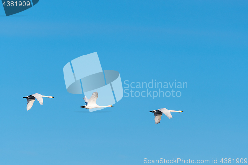 Image of Migrating white swans