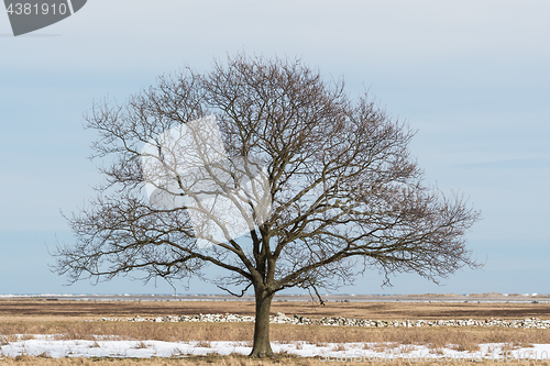 Image of Solitude big bare tree