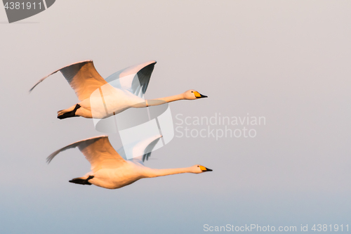 Image of Flying couple Whooper Swans