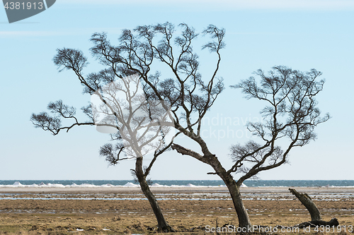 Image of Windblown trees by the coast