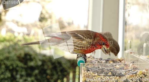 Image of Colorful Orange Male House Finch Perched at Bird Feeder