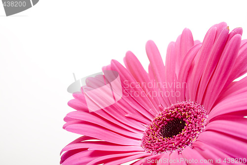 Image of Tender pink daisy