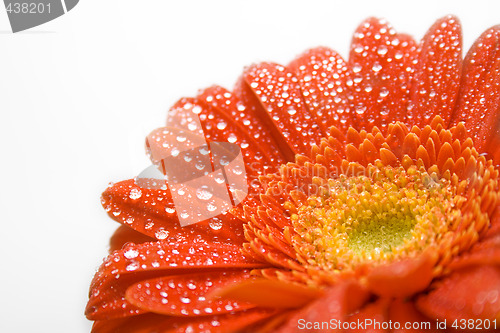 Image of Red daisy