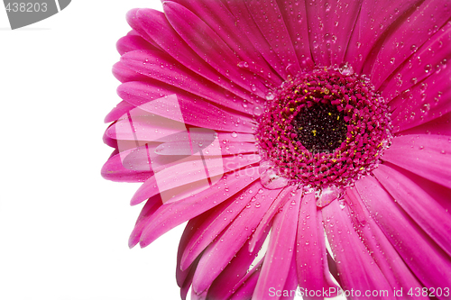 Image of Pink daisy