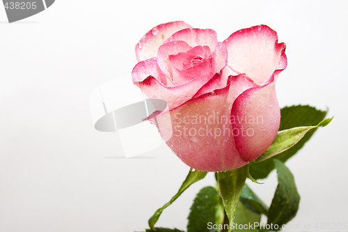 Image of Pink rose