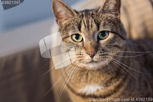 Image of portrait of tabby cat at home