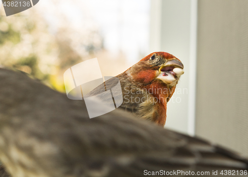 Image of Colorful Orange Male House Finch Competes for Seed at Bird Feede