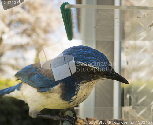 Image of Western Scrub Jay Leans Over Window Bird Feeder