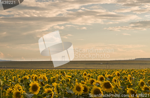 Image of Sunset over the sunflowers field