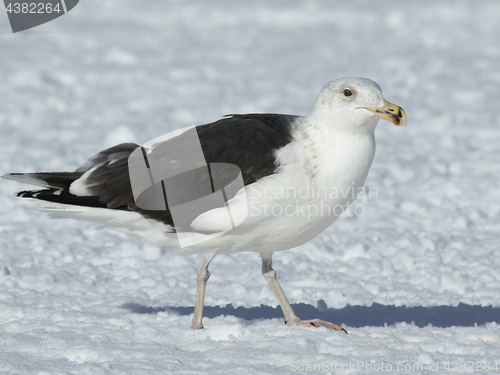 Image of Great Black-backed gull