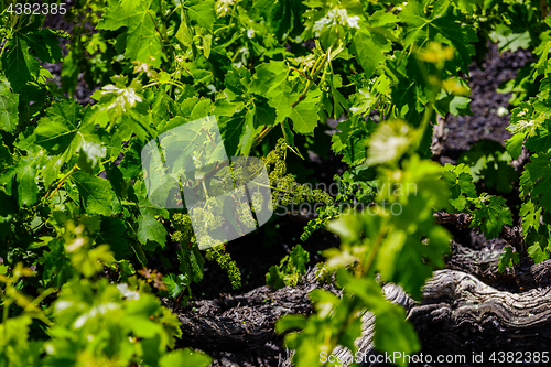 Image of Wine grapes grow in the lava of Lanzarote.