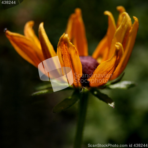 Image of burning flower