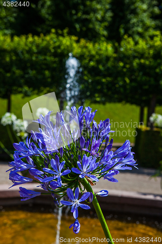 Image of Beautiful flowers in an idyllic park