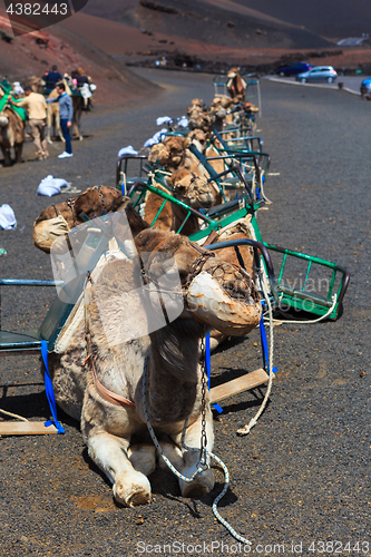 Image of Camels in Timanfaya National Park on Lanzarote.