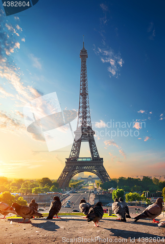 Image of Eiffel Tower and doves