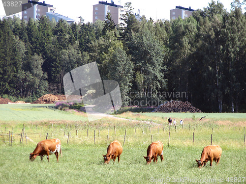 Image of Cows in a city