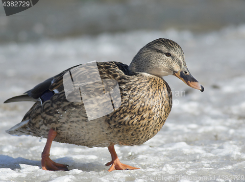 Image of Mallard on the ice