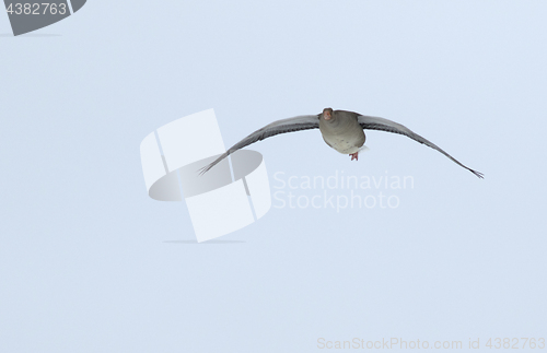 Image of Greylag Goose