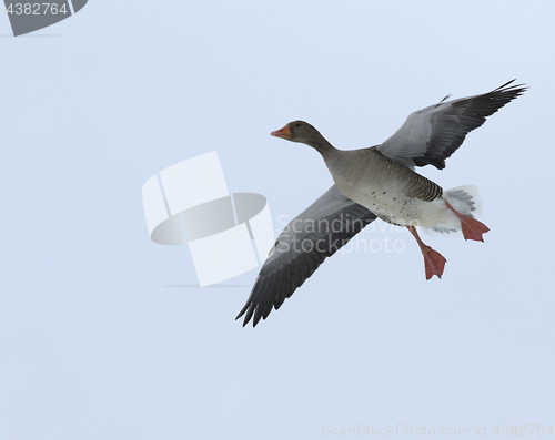 Image of Greylag Goose