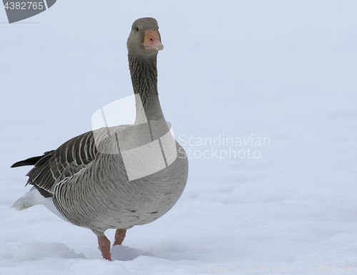 Image of Greylag Goose