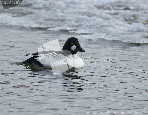 Image of Goldeneye