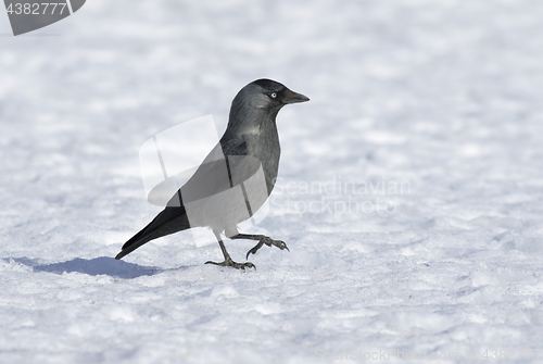 Image of Jackdaw on the ice