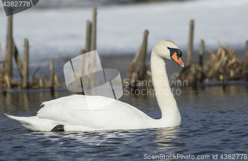 Image of Muted Swan