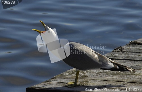 Image of Screaming seagull
