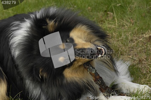 Image of Dog with stick