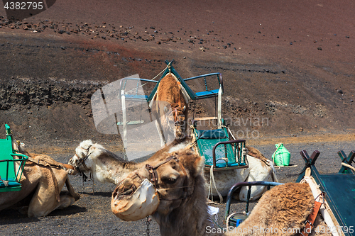 Image of Camels in Timanfaya National Park on Lanzarote.