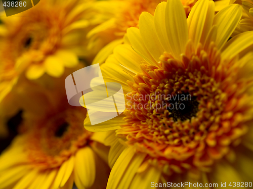 Image of Yellow