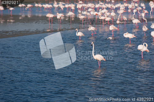 Image of Flock of adorable pink flamingos