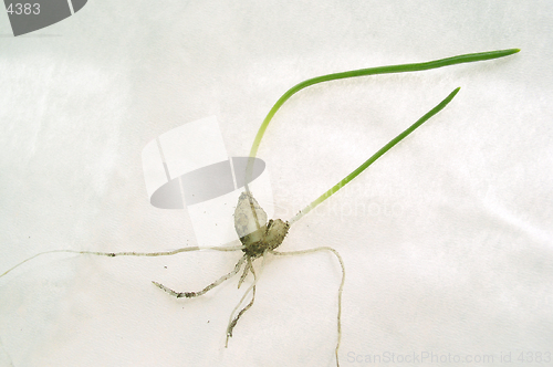 Image of bulb on white background