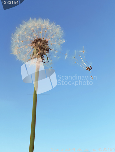 Image of Dandelion Wind Polination