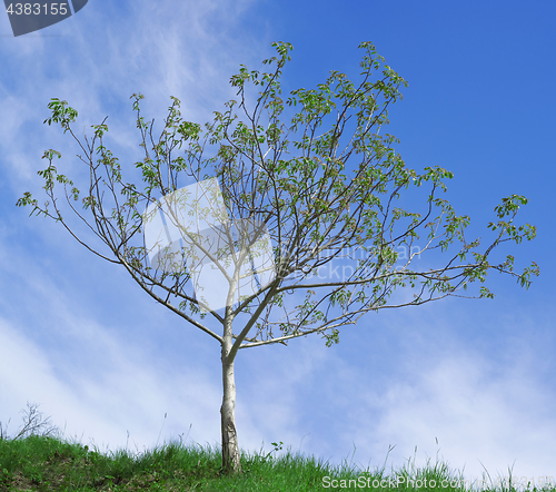 Image of Walnut Tree Pollination