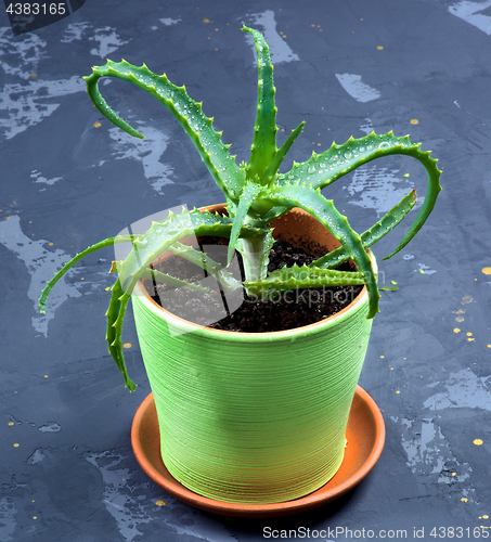 Image of Aloe Vera in Flowerpot