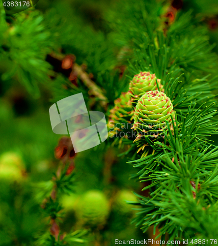 Image of Young Sprouts Green Cones