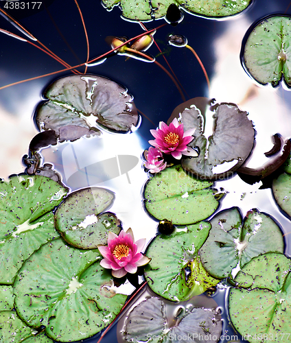 Image of Pink Water Lilies