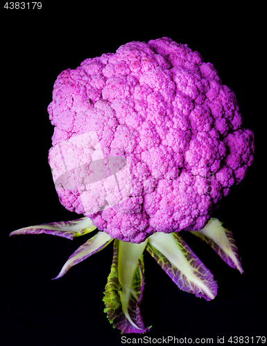 Image of Fresh Purple Cauliflower