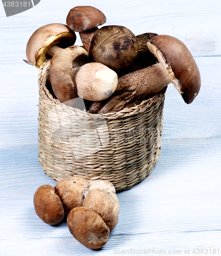 Image of Fresh Boletus Mushrooms