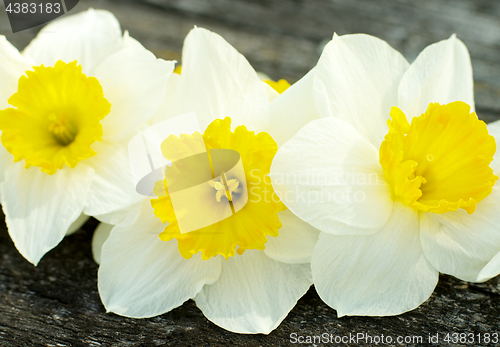 Image of Spring Yellow Daffodils 