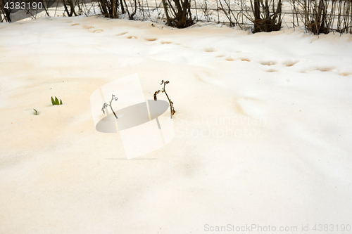 Image of Red snow after sand from Sahara