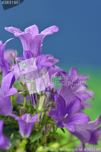 Image of Dalmatian bellflower (Campanula portenschlagiana)