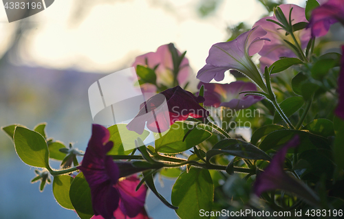 Image of Petunia flowers and sunset 