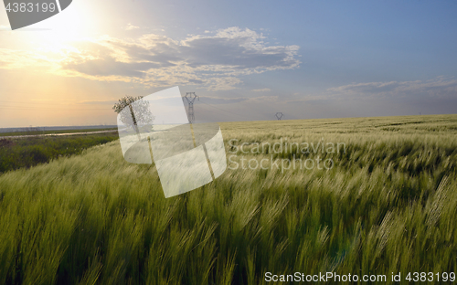 Image of Sunset over green rye field