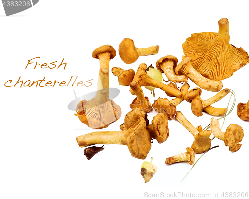 Image of Raw Chanterelles Mushrooms