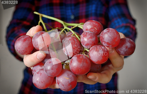 Image of Young woman holding grapes