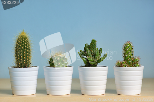 Image of Different types of  cactus in pots 